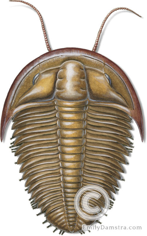 Cambrian trilobite illustration Billingsaspis adamsii