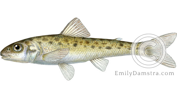 Trout-perch Percopsis omiscomaycus illustration
