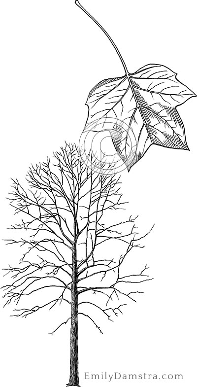 American tulip tree illustration Liriodendron tulipifera
