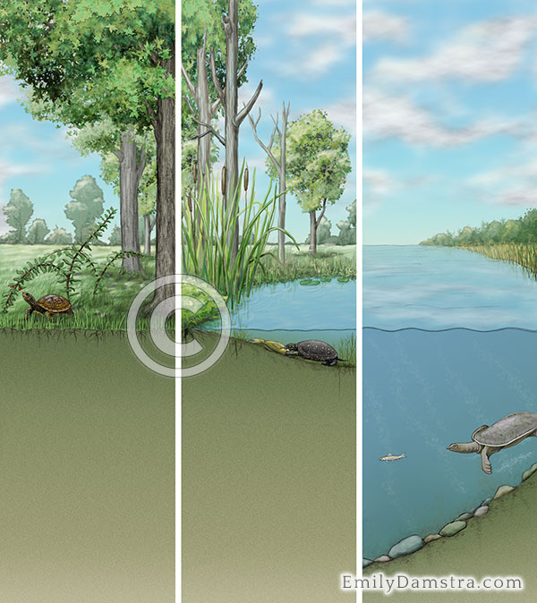 Turtle habitats illustration