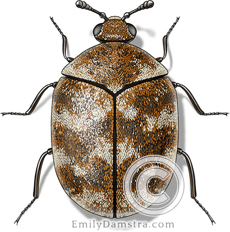 Varied carpet beetle illustration Anthrenus verbasci
