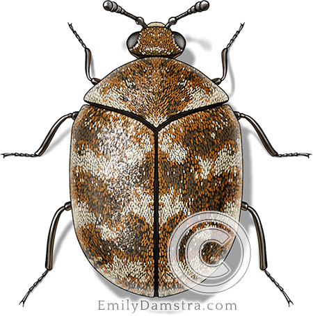 Varied Carpet Beetle - Marin/Sonoma Mosquito and Vector Control District