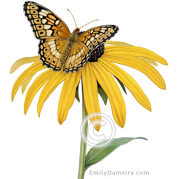 Variegated fritillary black-eyed susan illustration Euptoieta claudia Rudbeckia fulgida illustration