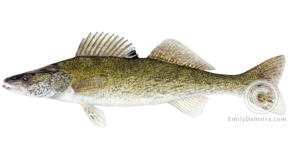 Walleye Sander vitreus illustration