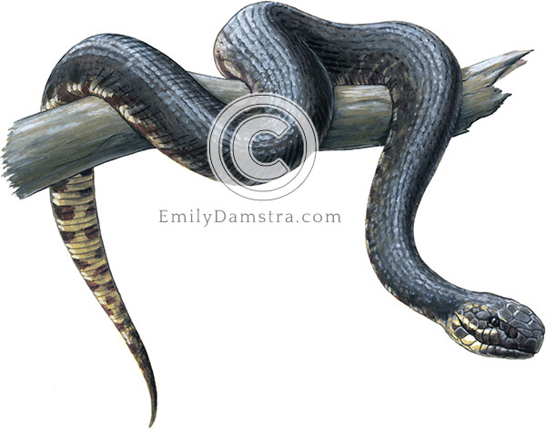 Western cottonmouth illustration Agkistrodon piscivorous leucostoma