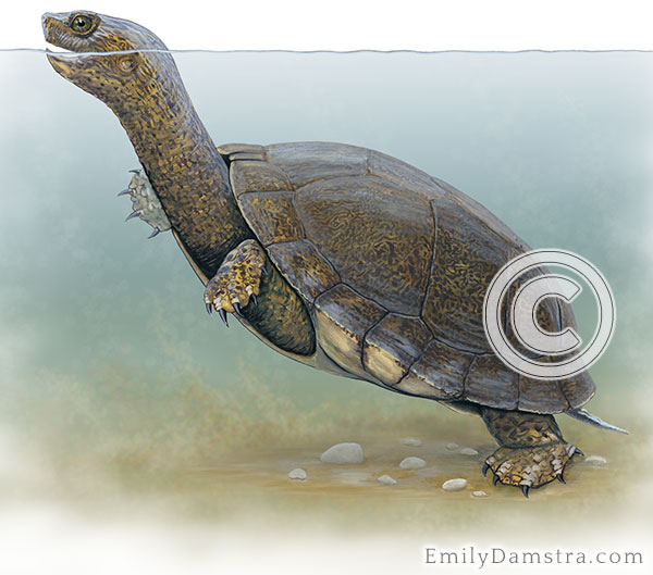 Western pond turtle illustration Clemmys marmorata