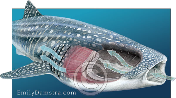 Filter feeding anatomy of the whale shark Rhincodon typus