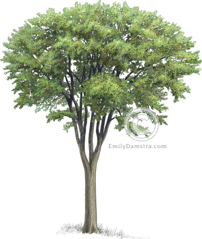 Illustration of a White Elm tree (Ulmus Americana)
