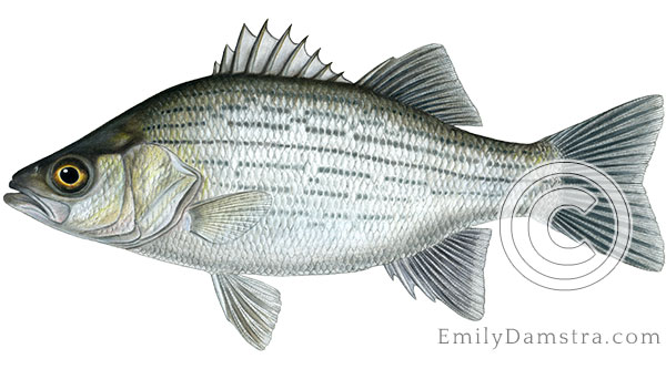 White bass Morone chrysops illustration