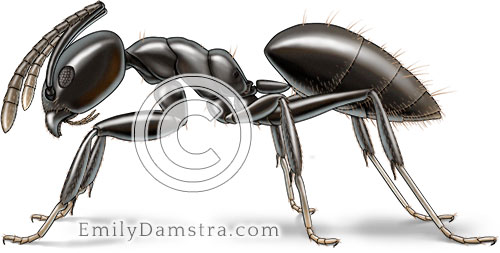 White footed ant illustration Technomyrmex albipes