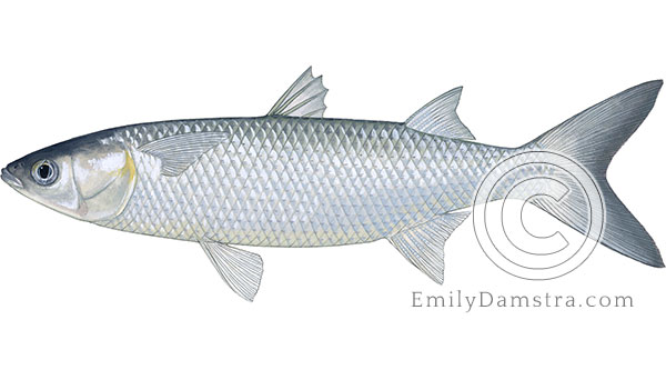 White mullet illustration Mugil curema