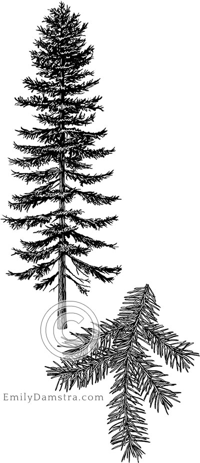 White spruce illustration Picea glauca