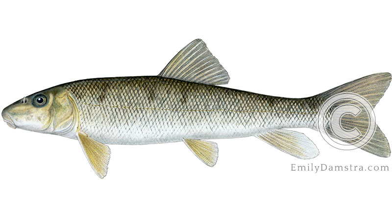 White sucker Catostomus commersonii illustration