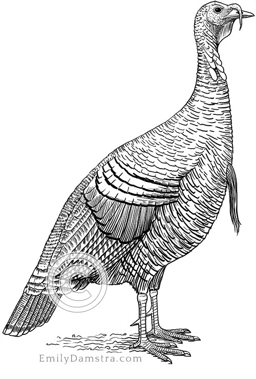 Wild turkey illustration Meleagris gallopavo