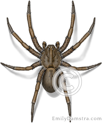 Wolf spider illustration Hogna helluo