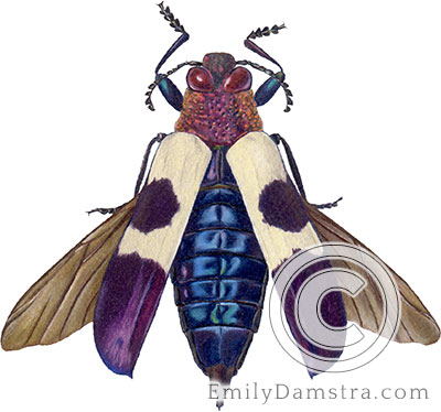 Wood-boring beetle illustration Chrysochroa buqueti mirabilis