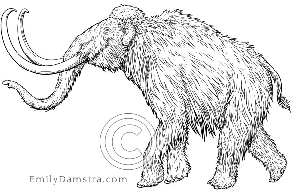 Illustration of a Woolly mammoth