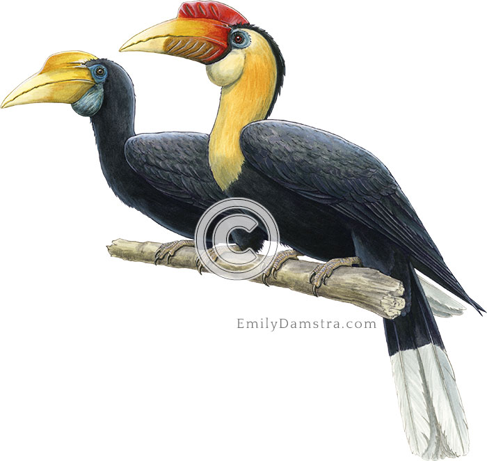 Wrinkled hornbill illustration Aceros corrugatus