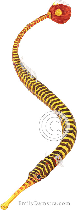 Yellow banded pipefish illustration Doryrhamphus pessuliferus