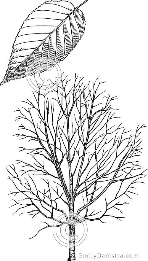 Yellow birch illustration Betula alleghaniensis