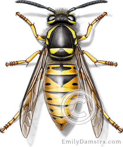 Eastern yellow jacket illustration Vespula maculifrons