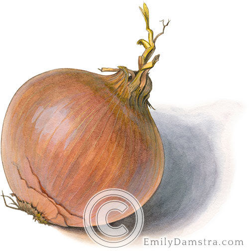 Yellow onion illustration