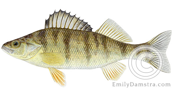 Yellow perch Perca flavescens illustration