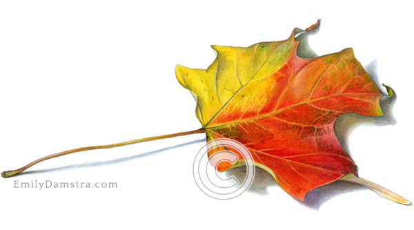 Yellow and red maple leaf illustration
