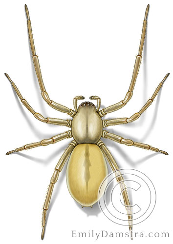 Yellow sac spider illustration Cheiracanthium inclusum