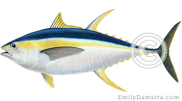 Yellowfin tuna illustration Thunnus albacares