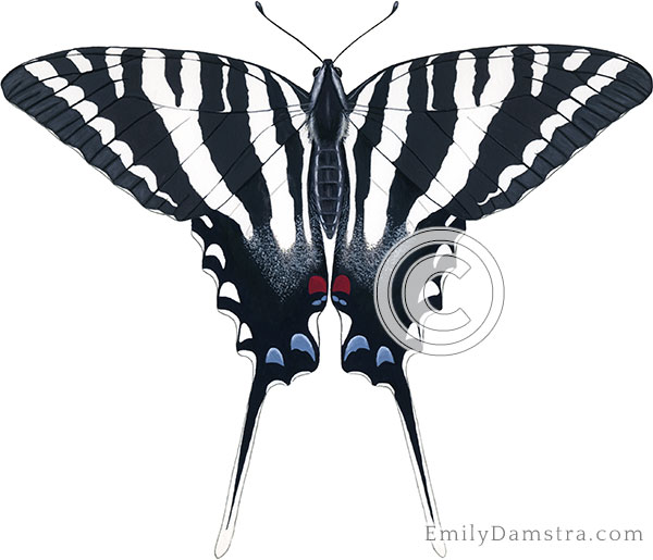 Zebra swallowtail illustration Eurytides marcellus